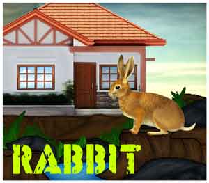 rabbit rescue